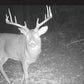 Youth Whitetail Deer Hunts