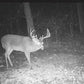 Muzzleloader Whitetail Deer Hunts