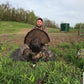 Spring Turkey Hunts